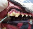 Dental Disease In Pets, The Silent Killer – Part 2 | Rayya The Vet | PetFinder.my WAGazine