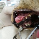 Dental Disease In Pets, The Silent Killer â€“ Part 3