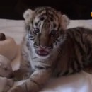 Dog Adopts 3 Abandoned Tiger Cubs