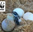 Donate RM10 To Help WWF-Malaysia Save 5 Turtle Eggs From Being Sold In Markets