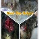 Emma Need You Help!!