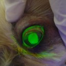 Flourescent Corneal Ulcer In Canine