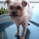 Found: Silky/Yorkshire Terrier In TTDI (Koo’s) – Is It Your Dog?