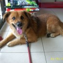 Found – Spitz Mix In TTDI