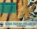 Global Tiger Day: Are We On Track Toward Doubling Wild Tiger Numbers?