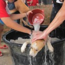 H.O.P.E Doggies Bathing Event 希望护生园狗狗洗澡日