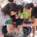 H.O.P.E Doggies Bathing Event 希望护生园狗狗洗澡日