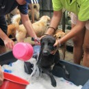 H.O.P.E Doggies Bathing Event 希望护生园狗狗洗澡日