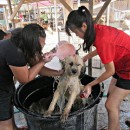 H.O.P.E Doggies Bathing Event 希望护生园狗狗洗澡日