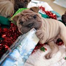 Help Make The Holidays Happy For Homeless Pets