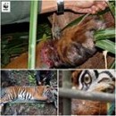 In 2009, A Malayan Tiger Was Found In A Snare. It Was Rescued But Later Died From Its Injuries. How