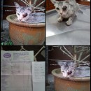 Joy Si Kucing Buta (Nadiah)