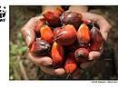 Letter To The Editor: Disguised Trade Barriers Harm Palm Oil Exports