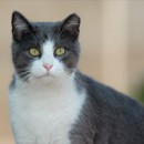 Loews Hotels In Orlando Give Community Cats The Shaft