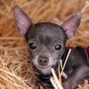 Los Angeles Poised To Take The Lead Against Puppy Mills