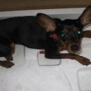 Lost Miniature Pinscher In SS18/5 – Is It Your Dog?