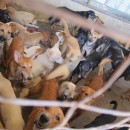 MBJB Dog Pound Rescue – Their Plight Got Caught By The Dog Catchers