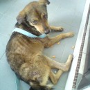 Medical Subsidy For Viva, Rescued Dog (Vicneswary Anthony’s)