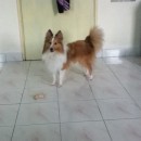 Missing Shetland Sheepdog In Seremban (Sharon Seow Shu Yee’s)