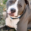 More Good News About Bad Laws Against Pit Bulls