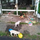 Mother Dog & Puppies Need Help @ Sungai Ara