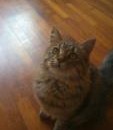 Norwegian Forest Cat + Tabby Cat Lost – 5 Years, ASLAN From Subang Jaya, Selangor