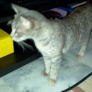 One Female Cat Spayed (Aniza Abdullah’s)