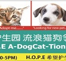 PET ADOPTION DRIVE 领养活动 – 4TH AUGUST 2013