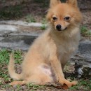 Photos Of Malaysian Dogs Deserve Better