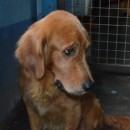 Poor Goldie Abandoned By His Heartless Owner…..AND NOW ADOPTED INTO A NEW HOME :)