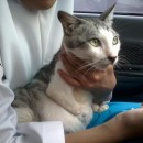 Pregnant Cat Rescued, Delivered 7 Babies (Tjong Yen Chian’s)