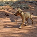 Rabies In Kenya: Creating Better Lives For Dogs And People