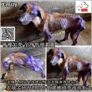 Rescue Case 拯救案子 – Emily