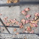 Rescue Case 拯救案子 – MBJB打狗队的流浪狗 MBJB Dog Pound