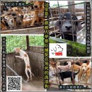 Rescue Case 拯救案子 – MBJB’s Dog Pound 市议会捕抓的流浪狗