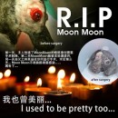 Rescue Case 拯救案子 – Moon Moon(安息吧，RIP)