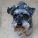 The Plight Of A Schnauzer â€“ Episode 1: Turmoil