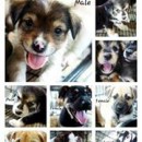 SPCA – SEBERANG PERAI