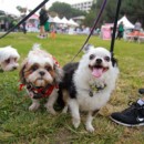 Strut Your Mutt Empowers Lifesaving Across The Country