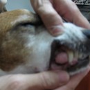 Subsidy For Terry, Rescued Dog With Gum Problem (Jennifer SL Leong’s)