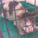 Subsidy For Wounded Cat (Mary Yap’s)