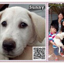 Sunny在9月14号成功找到爱心家庭了 Our Kid Sunny Is Already Being Adopted At 14th September. We Are Glad That He Finally Get Into A New Home.