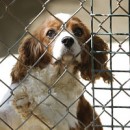 Support USDA Proposal To Close Puppy Mill Loophole