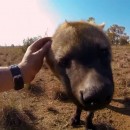 The Lion Whisperer