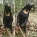 The Malayan Sun Bear Is The Smallest Among Bears. They Have Become An Endangered Species Because Of