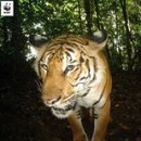 The Malayan Tiger, Or Locally Known As ‘Pak Belang’, Taking A Selfie On @wwfmy Camera Trap. ©WWF-Mal