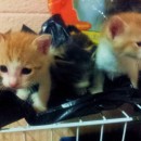 Two Ginger Tabbies For Adoption (Natasha’s)