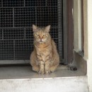 Very Urgent: Stray Cat Needs A Home (Jessy Lian’s)