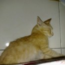 Weak Kitten In Need Of Medical Treatment (Basirah Mohd Ibrahim’s)